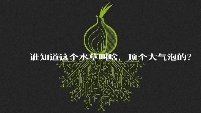 谁知道这个水草叫啥,顶个大气泡的?