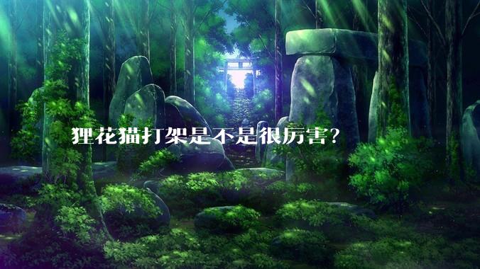 狸花猫打架是不是很厉害?